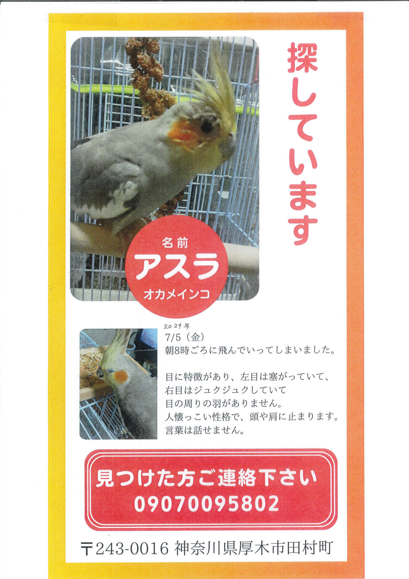 迷子オカメインコを探しています①: ぽてと動物病院ブログ